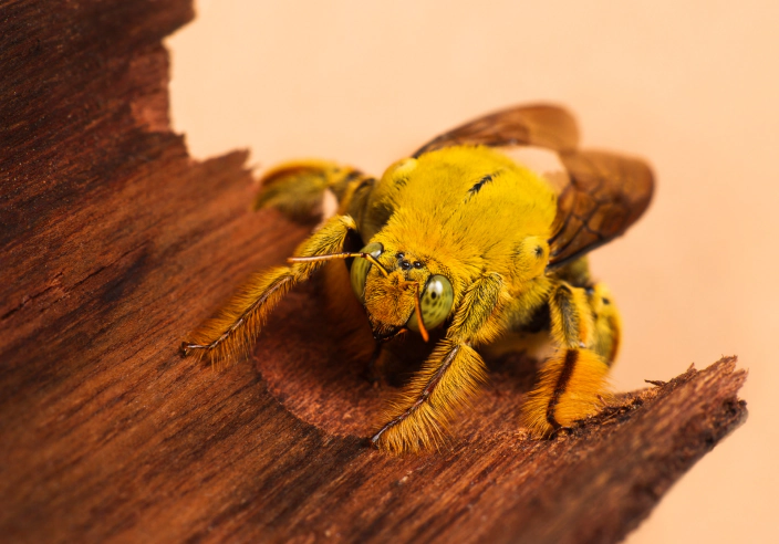 carpenter bee removal