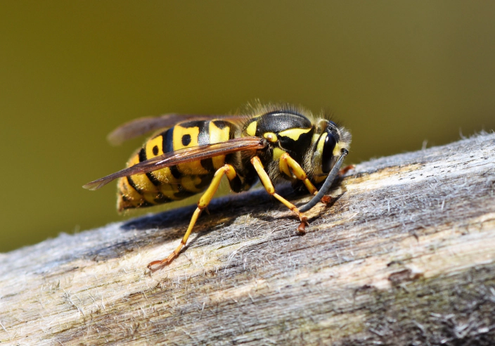 Hornet & Wasp Extermination